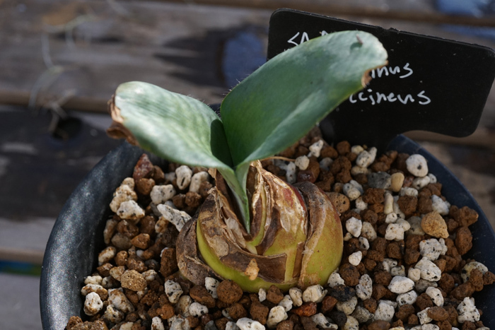 Haemanthus coccineus 　１株　SA29