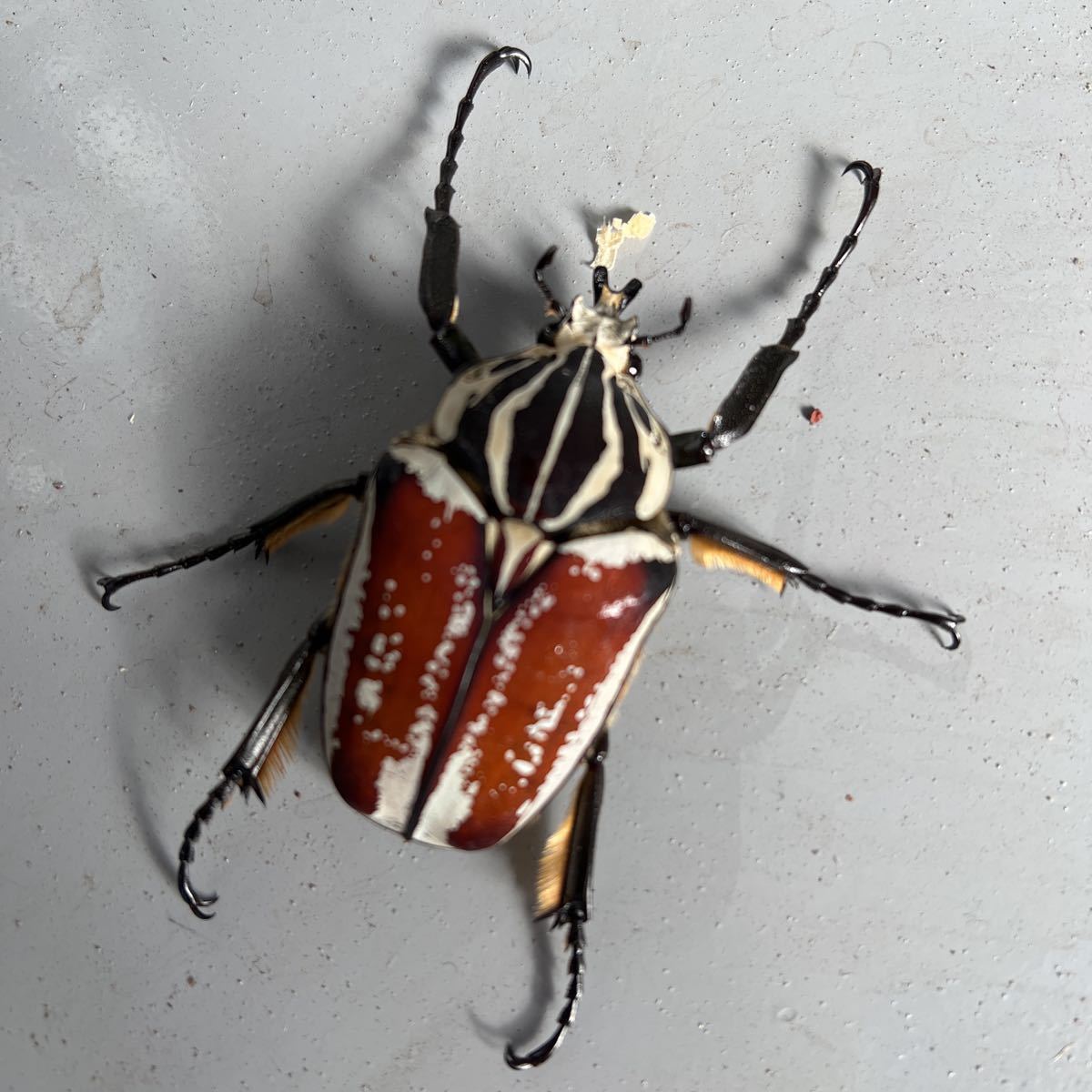 ゴライアスゴリアテス　オス、メスペアー