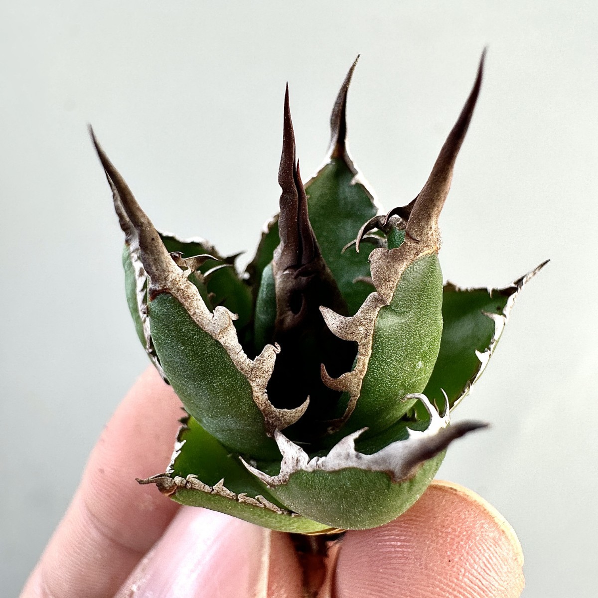MM35 激レア高級品種 多肉植物アガベ ホリダ horrida 極上強棘 狂刺 強