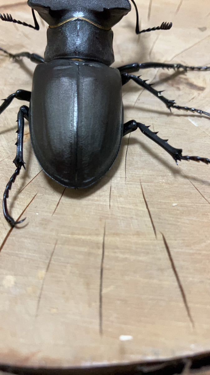 アクベシアヌスミヤマクワガタ ペア 標本 アクベシアヌス