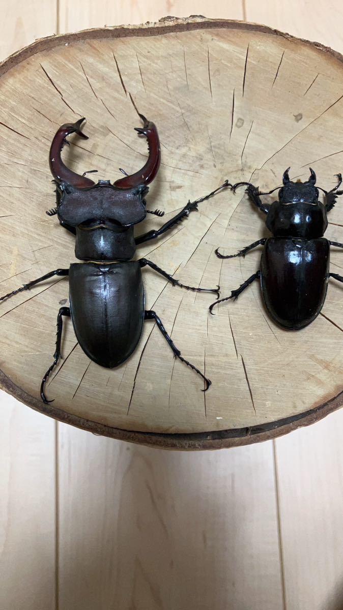 アクベシアヌスミヤマクワガタ ペア 標本 アクベシアヌス