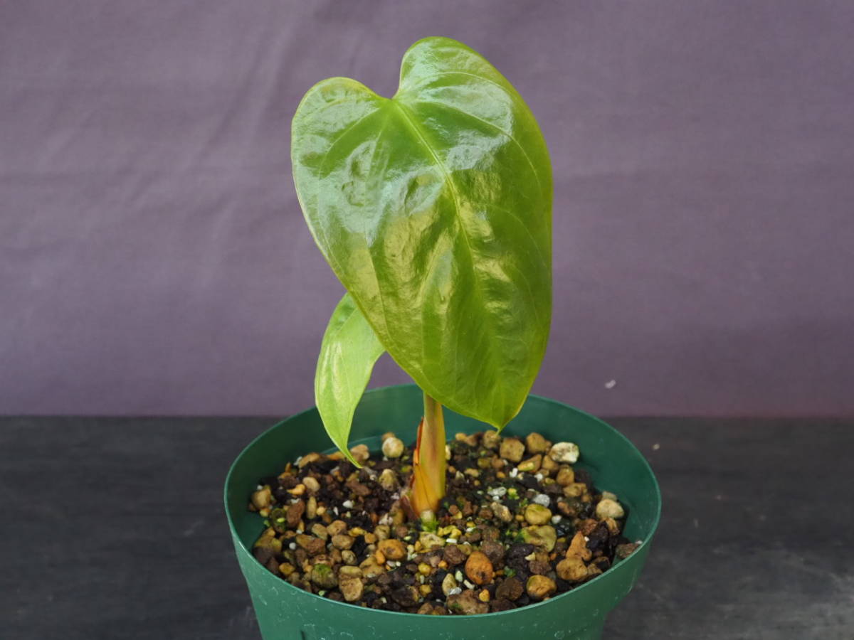 アンスリウム レカバム (Anthurium recavum)
