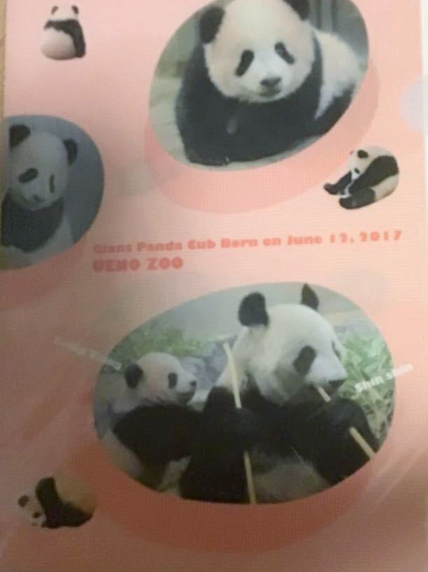 祝　パンダの日　シャンシャン　クリアファイル　幼少期　上野動物園　公式グッズ　歴代パンダ