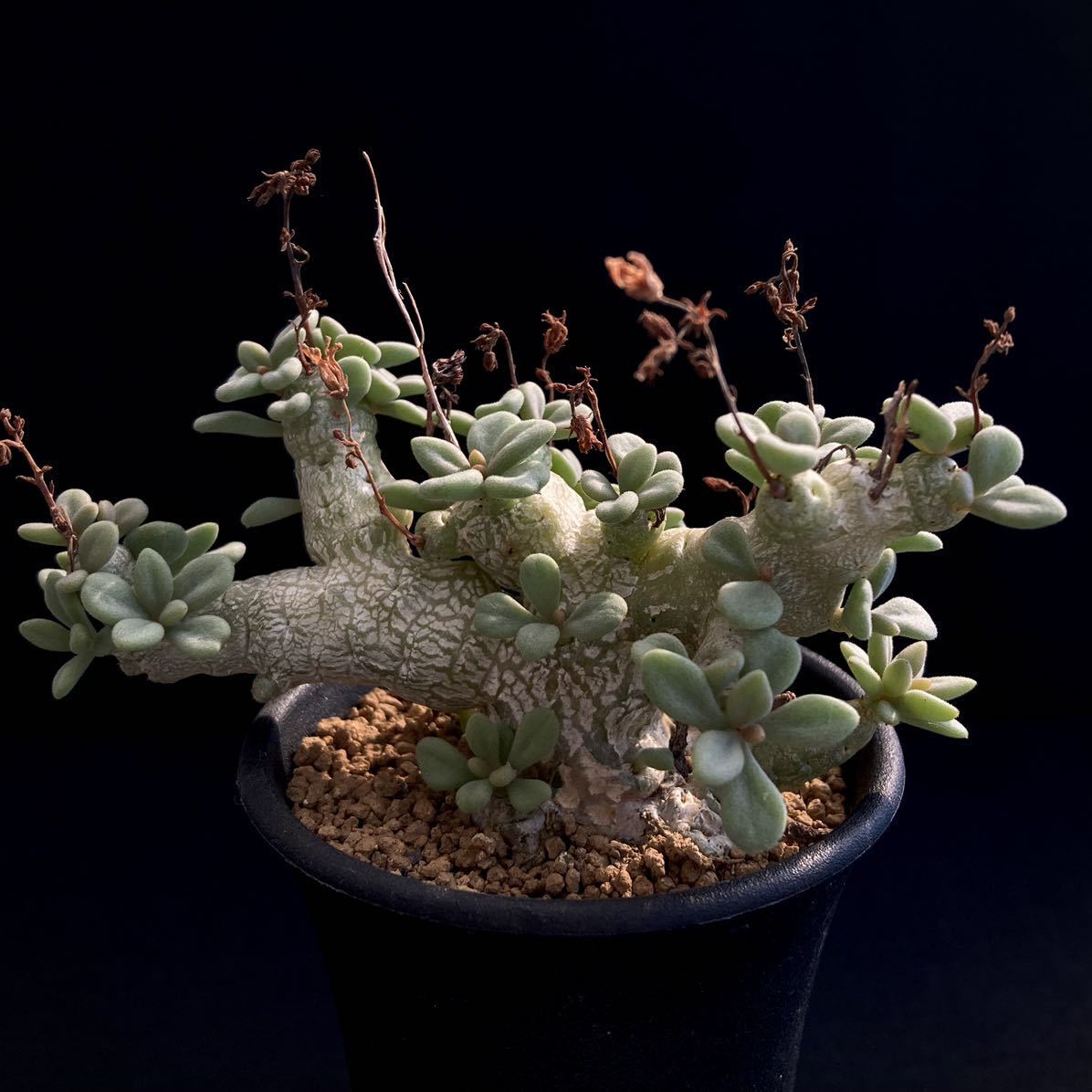 デシピエンス チレコドン σ - Tylecodon decipiens 2.5号 ⁄ Yahoo