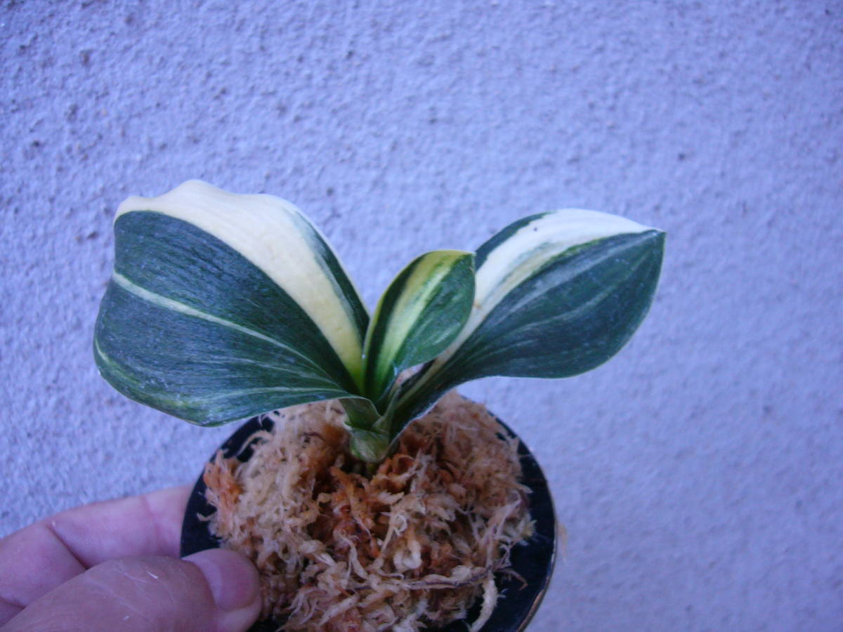 おもと：万年青 縞羅紗実生2歳 2本セット