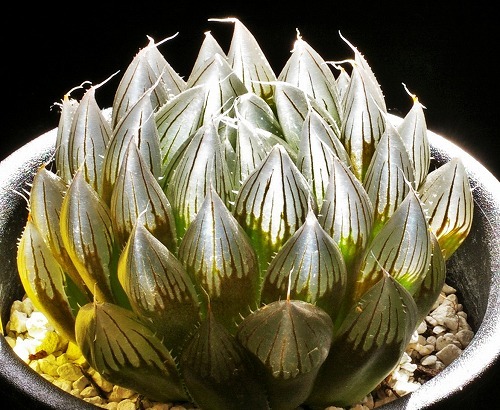 ハオルシア　オブト系　「太葉夕霧楼」　2.5号