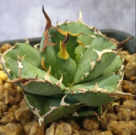 S458 特選 アガベ チタノタ バトルアクス ‘Battleaxe’ 強棘 極上高級株！ (検 シーザー 魔丸 赤猫 黒鯨 包心龍 清櫻 悪魔 海王）