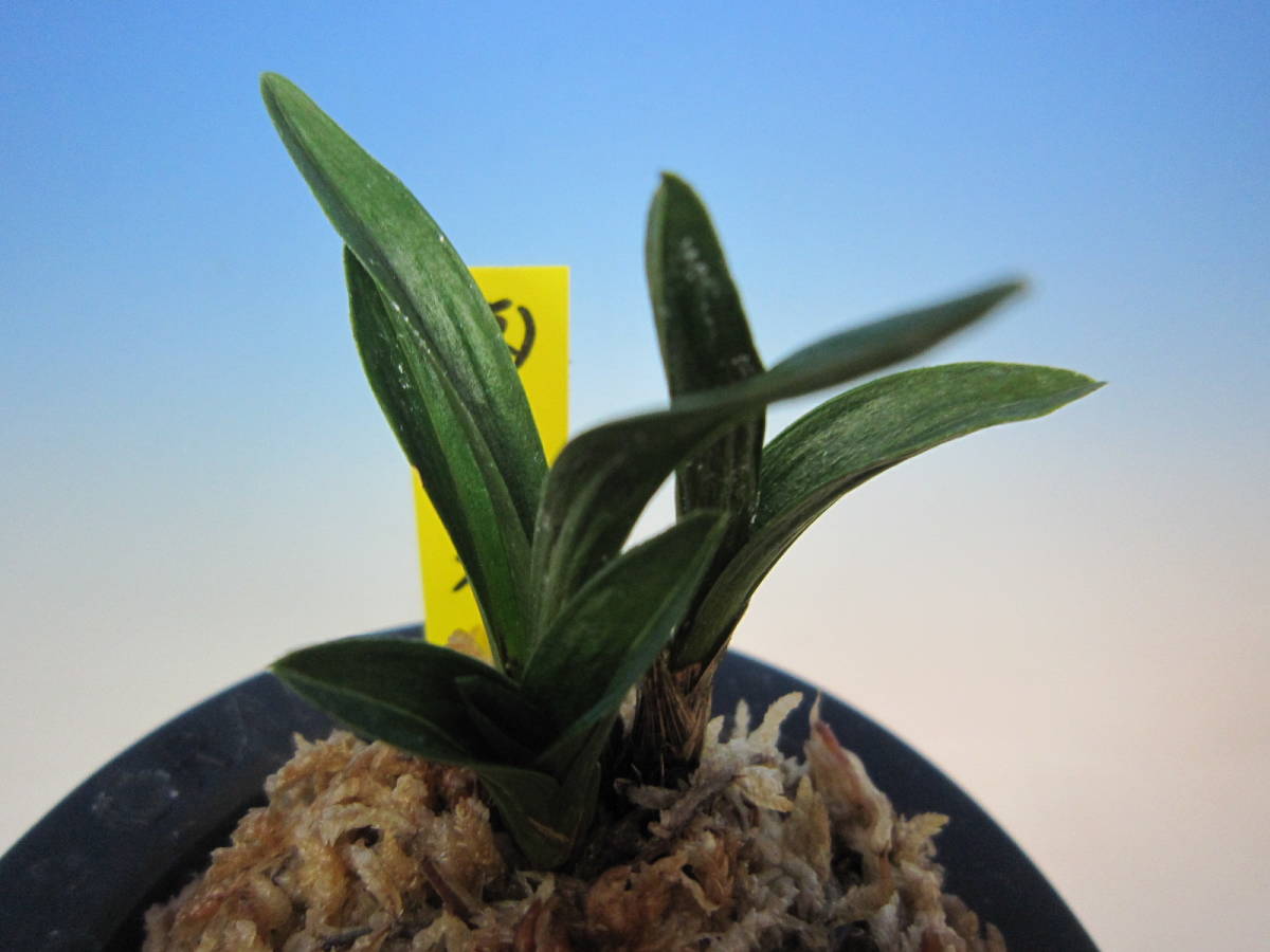 ☆洋蘭☆原種☆カトレア☆C. schilleriana f.coerulea x self