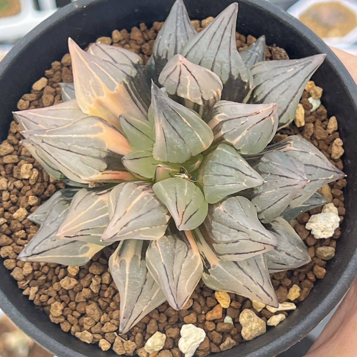 多肉植物 ハオルチア アトロフスカミュータント錦 大株