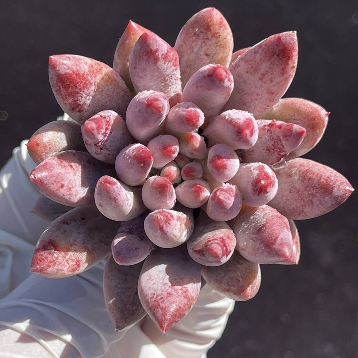 0505-O199 Purple Delight(錦) エケベリア 多肉植物 韓国苗 【公式通販】