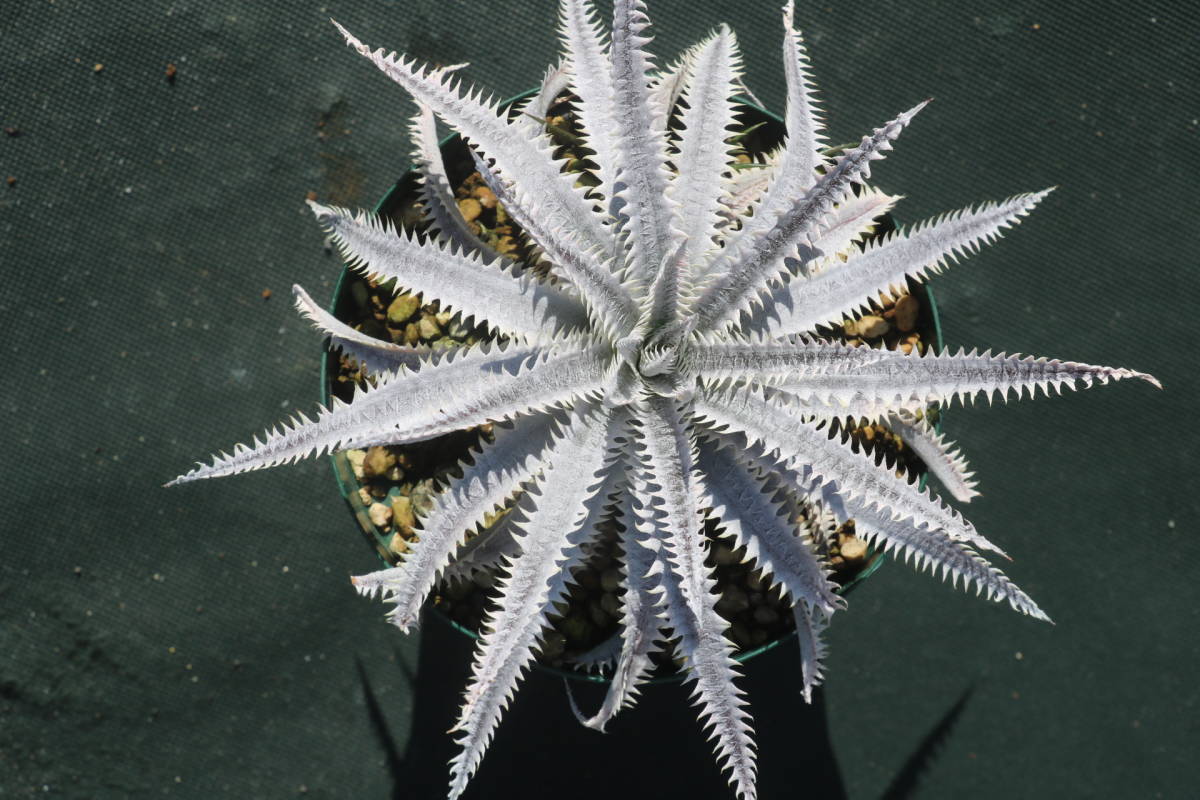 Amazonico★★★★Dyckia 'Spectruman' × 'Saratoga'★★★★★ブロメリア ディッキア