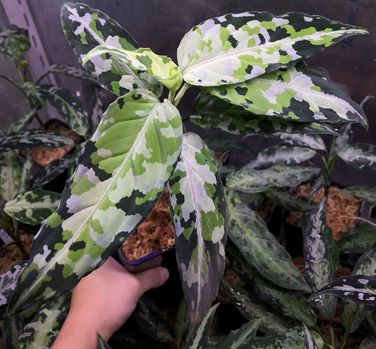Aglaonema Pictum pictum Guide Tricolor: 'Bicolor' Aglaonema pictum ⑧