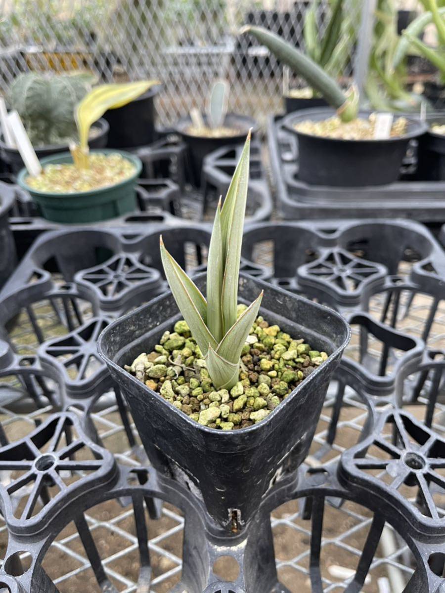 サンスベリア ダンシングドラゴン / サンセベリア 全商品同梱可能