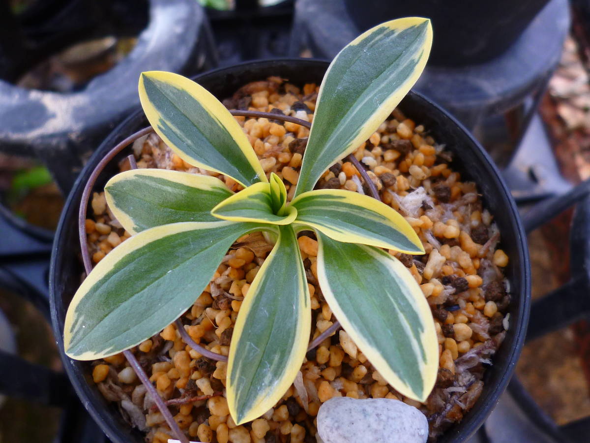 ☆ネジバナ　　銘品　白黄覆輪　（聖）１本立　　山野草　小町蘭　春蘭　錦蘭☆