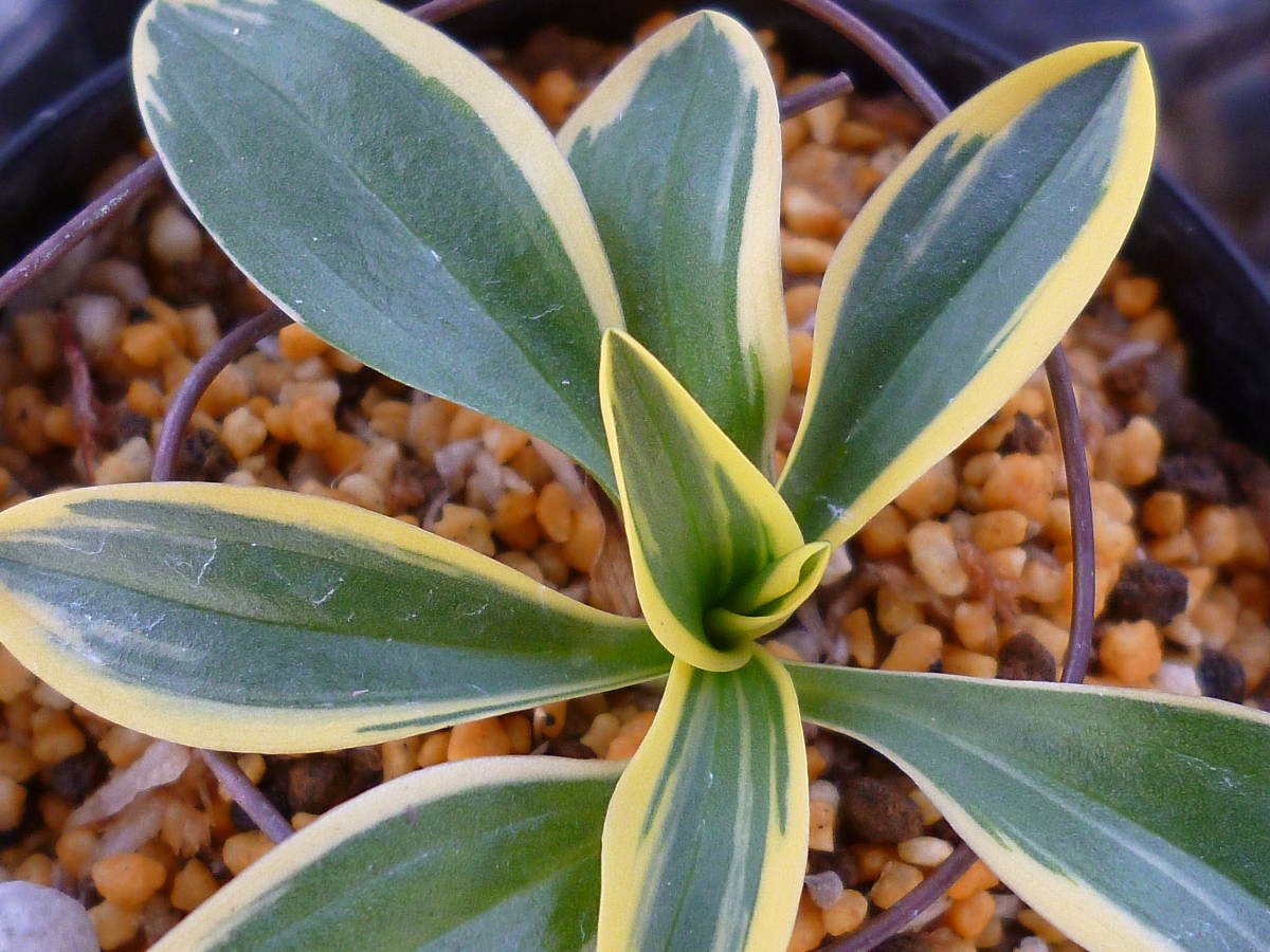 ☆ネジバナ　　銘品　白黄覆輪　（聖）１本立　　山野草　小町蘭　春蘭　錦蘭☆