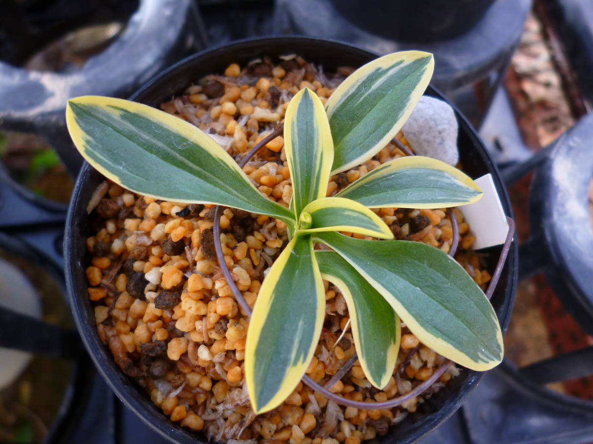 ☆ネジバナ　　銘品　白黄覆輪　（聖）１本立　　山野草　小町蘭　春蘭　錦蘭☆