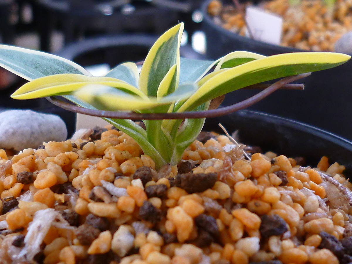 ☆ネジバナ　　銘品　白黄覆輪　（聖）１本立　　山野草　小町蘭　春蘭　錦蘭☆