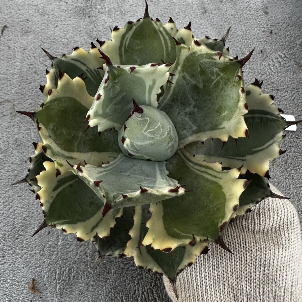 アガベ 雷帝錦 アトミックゴールド Agave isthmensis 'Atomic Gold' 1