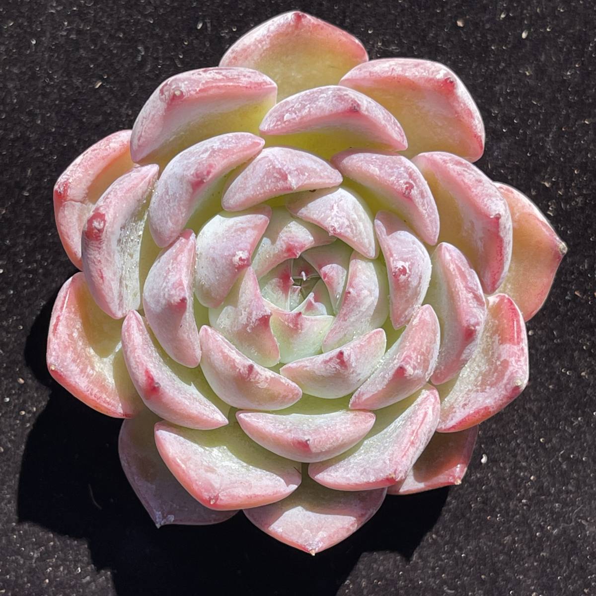 24株　Y45-2多肉植物 エケベリアカロリン　　超美苗 サボテン 観葉植物 花 園芸　レア種