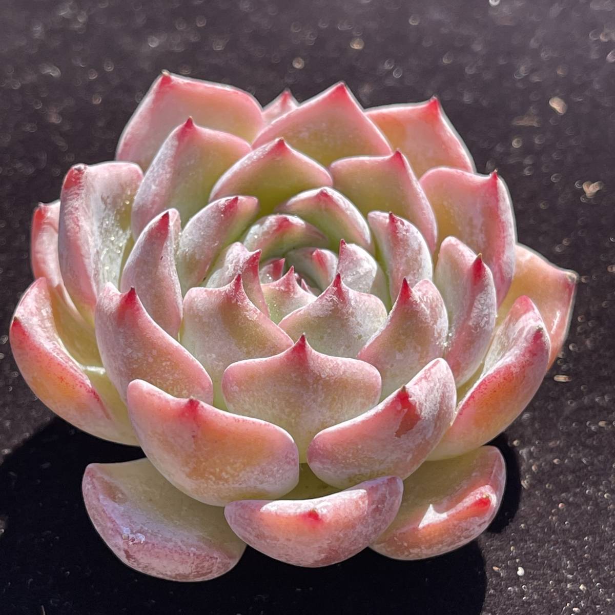 24株　Y45-2多肉植物 エケベリアカロリン　　超美苗 サボテン 観葉植物 花 園芸　レア種