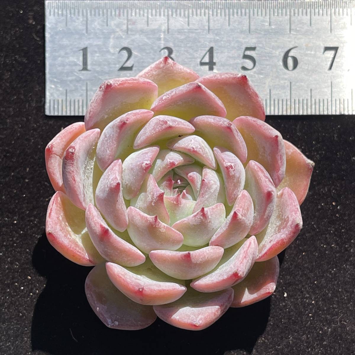 24株　Y45-2多肉植物 エケベリアカロリン　　超美苗 サボテン 観葉植物 花 園芸　レア種
