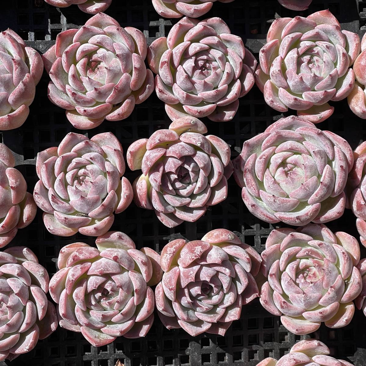 24株　Y45-2多肉植物 エケベリアカロリン　　超美苗 サボテン 観葉植物 花 園芸　レア種