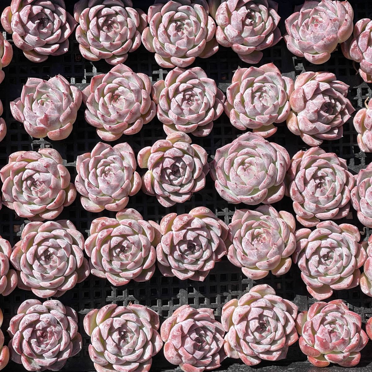 24株　Y45-2多肉植物 エケベリアカロリン　　超美苗 サボテン 観葉植物 花 園芸　レア種