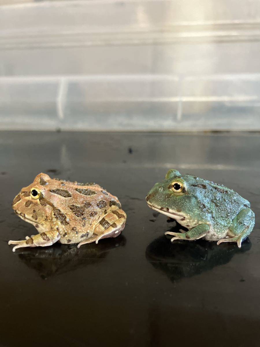 クランウェルツノガエル　ペパーミントとブラウン2匹セット
