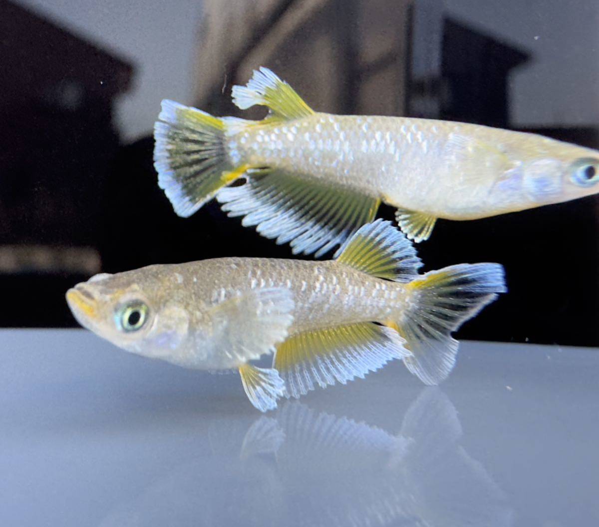 【Kissめだか】現物 垂水氏直系フロマージュ 1ペア　産卵中　ヒレ色抜群！　⑤