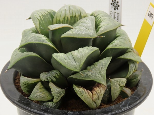 多肉植物 Haworthia - TourSUB Plant [Y29]Green □[Y095]グリーン