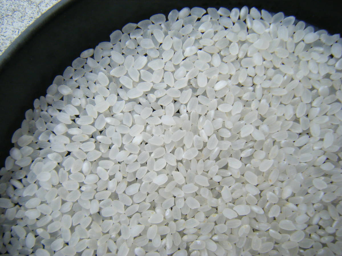ミルキークイーン玄米25Kg 食品 令和6年産 ミルキークイーン玄米