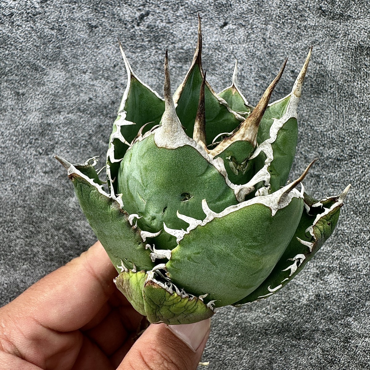 アガベ チタノタ 特選 阿修羅大株 ZU3【超特選厳選】激レア 輸入産地株