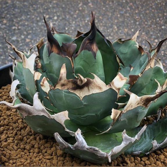 アガベ チタノタ agave titanota ③ アガベ チタノタ 子株 クラウン