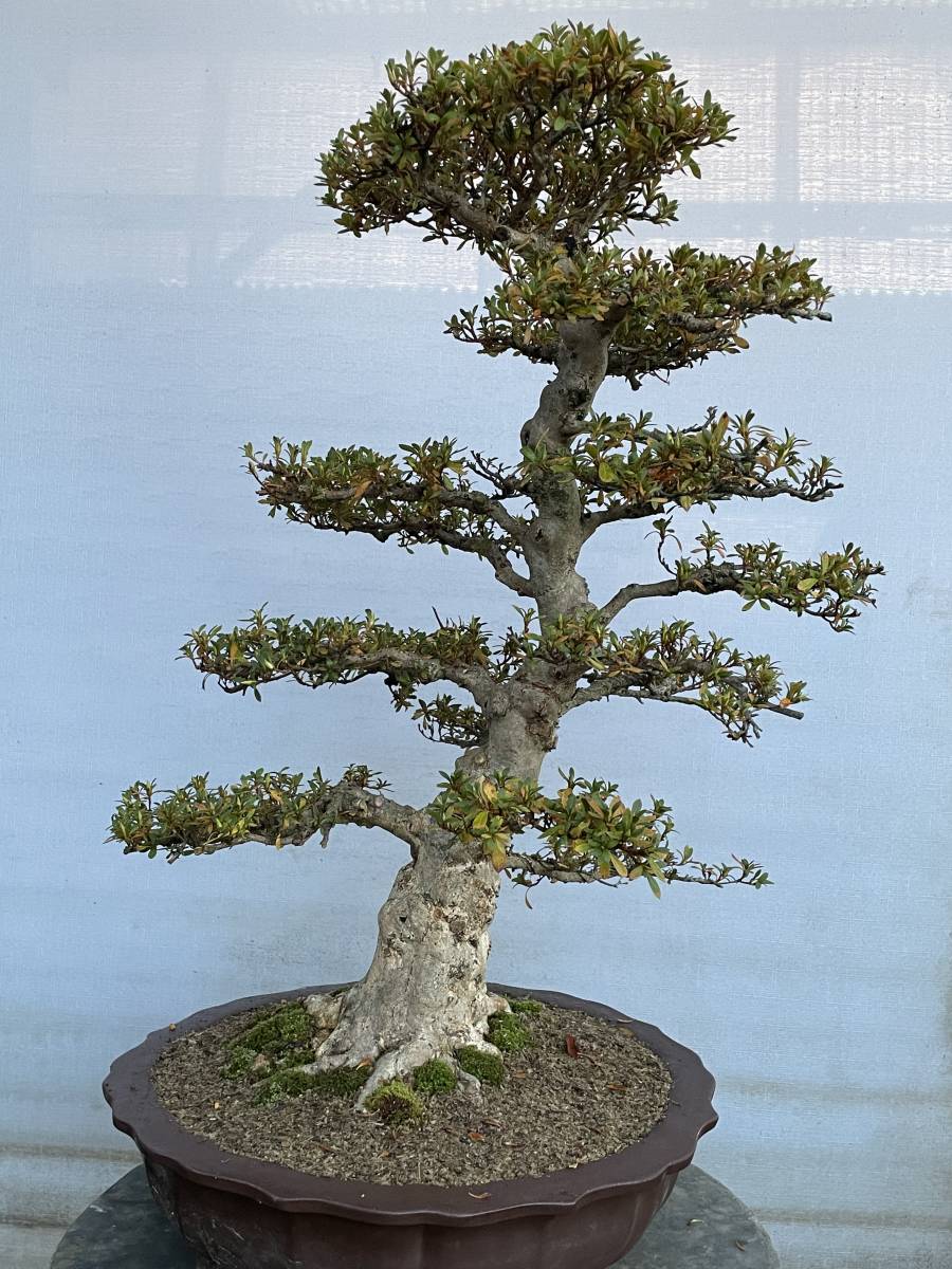 ☆さつき 盆栽☆ 太幹 日光 根張り枝付き良好 花芽多数
