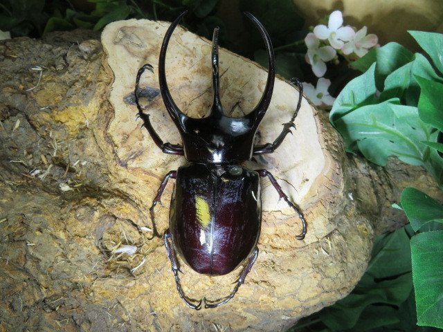 新品，豊富な コーカサスオオカブト ♂81ミリペアー ジャワ カブトムシ販売アリスト WD 成虫(外国産)｜売買されたオークション情報、yahooの商品情報をアーカイブ公開 - オークファン 外国産