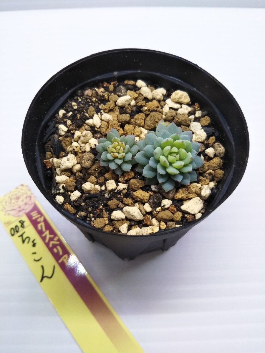 ミックスベリア　おらいさん苗　ちょこん　札は付きません　_1