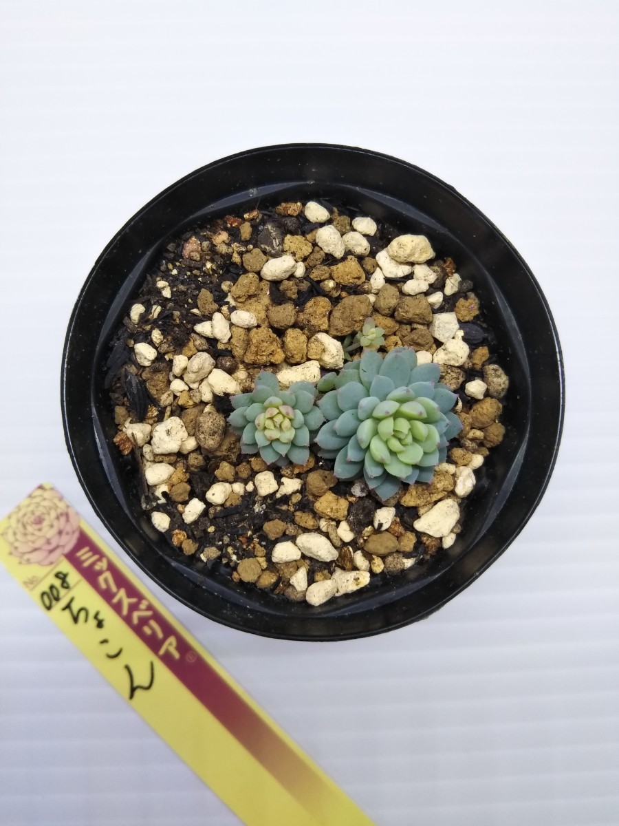 ミックスベリア　おらいさん苗　ちょこん　札は付きません　_3