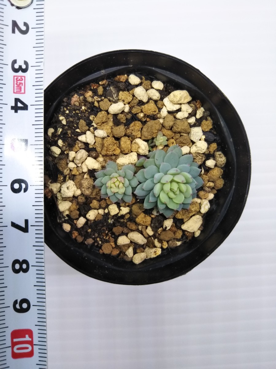 ミックスベリア　おらいさん苗　ちょこん　札は付きません　_4