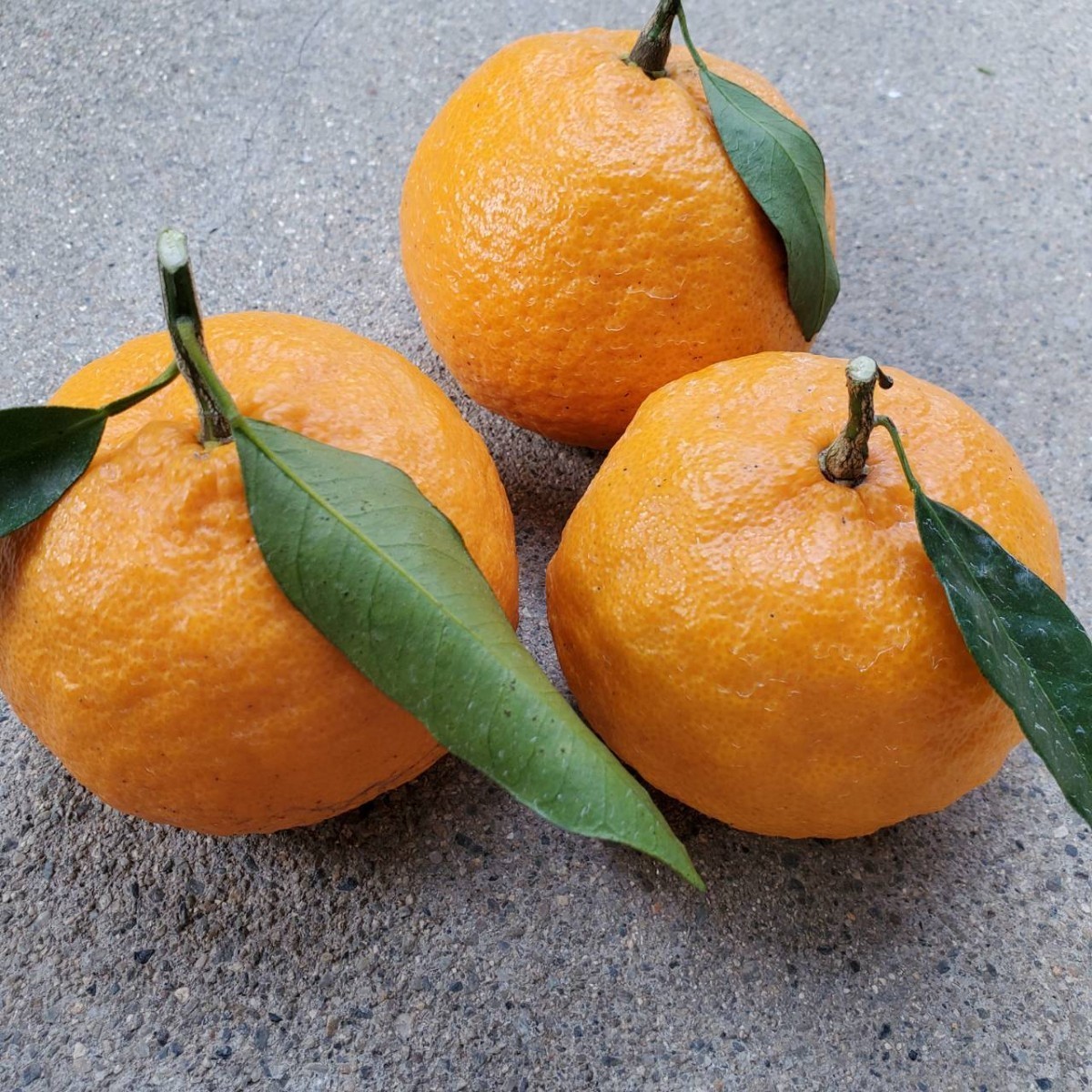 送料無料!!甘い早香☆ポンカン×温州みかん☆10キロ箱☆三重県御浜町阿田和☆南紀