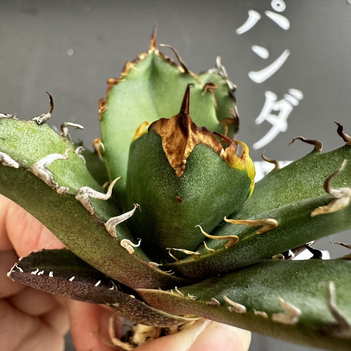 K76 【パンダ園芸】アガベ 多肉植物 チタノタ シーザー　凱撒 優良血統超極上棘 美株 発根済み