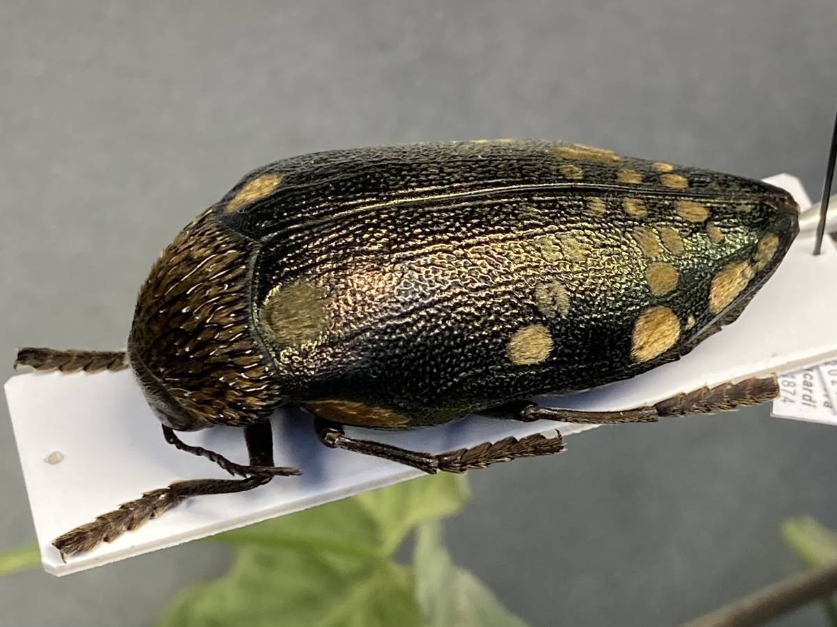 標本 タマムシ | - 昆虫標本 標本｜Yahoo!フリマ 美術品 アート