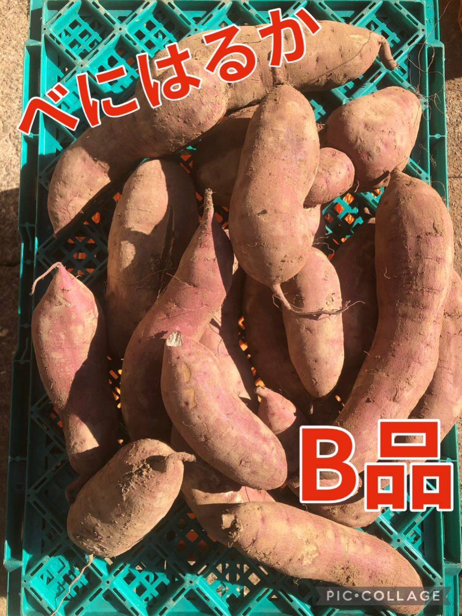 さつまいも　べにはるか　【規格外】B品 【20キロ】150〜700gのミックス　　10月収穫物