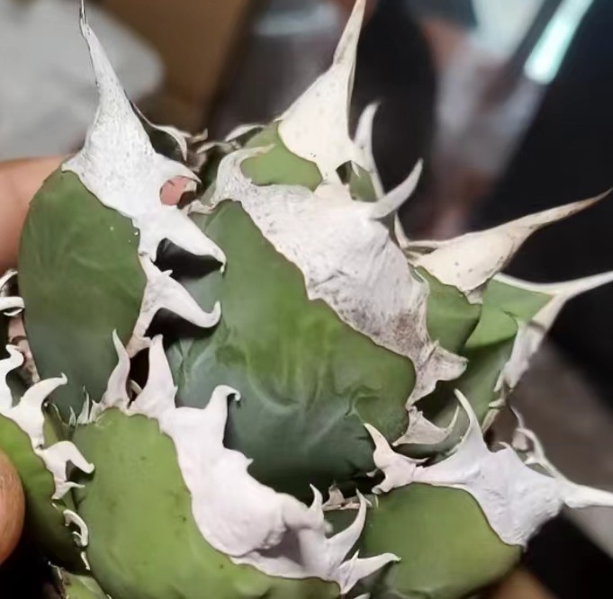 【飛竜園】F-044 多肉植物 アガベ チタノタ 白火焔 特選 5株（組織培養株 ）