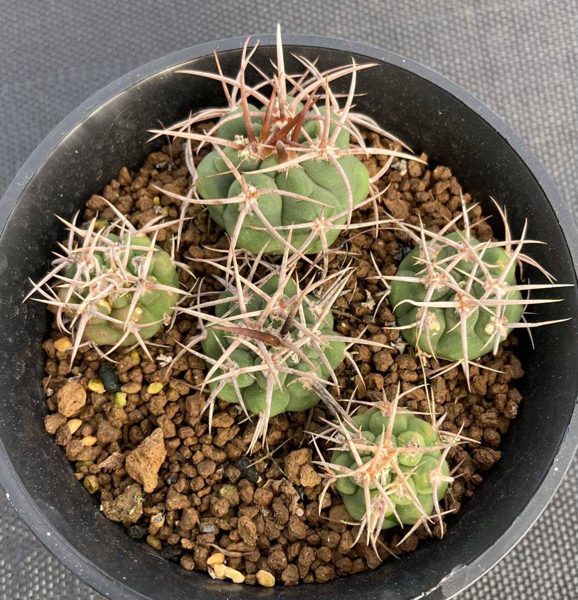 レア物 売り超高品質 ○茶刺フェロシオール 実生 1鉢○Gymnocalycium mostii