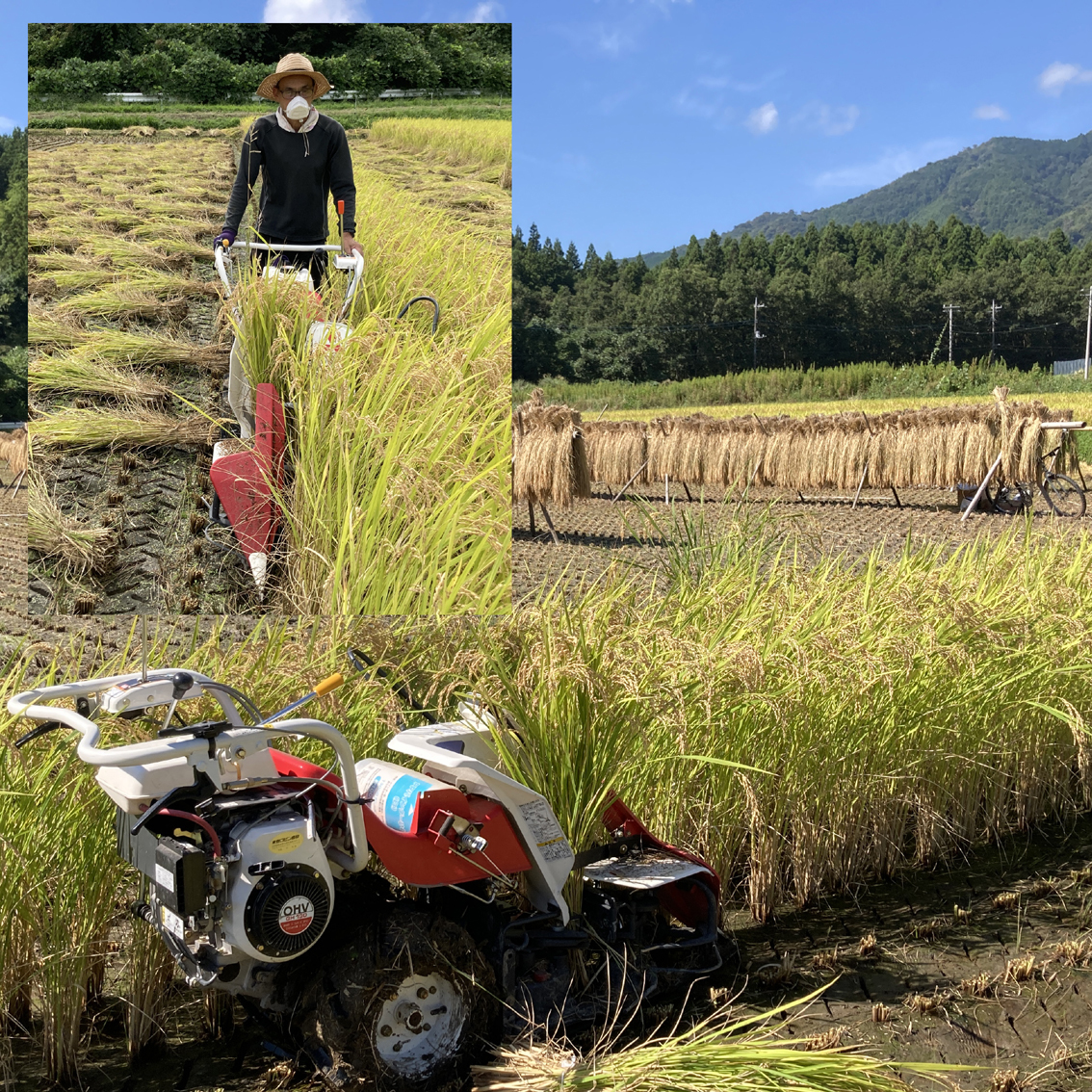 天日干し はざかけ米の通販 もみ保管 はぜ 長野県北信濃 白米20キロ 無 
