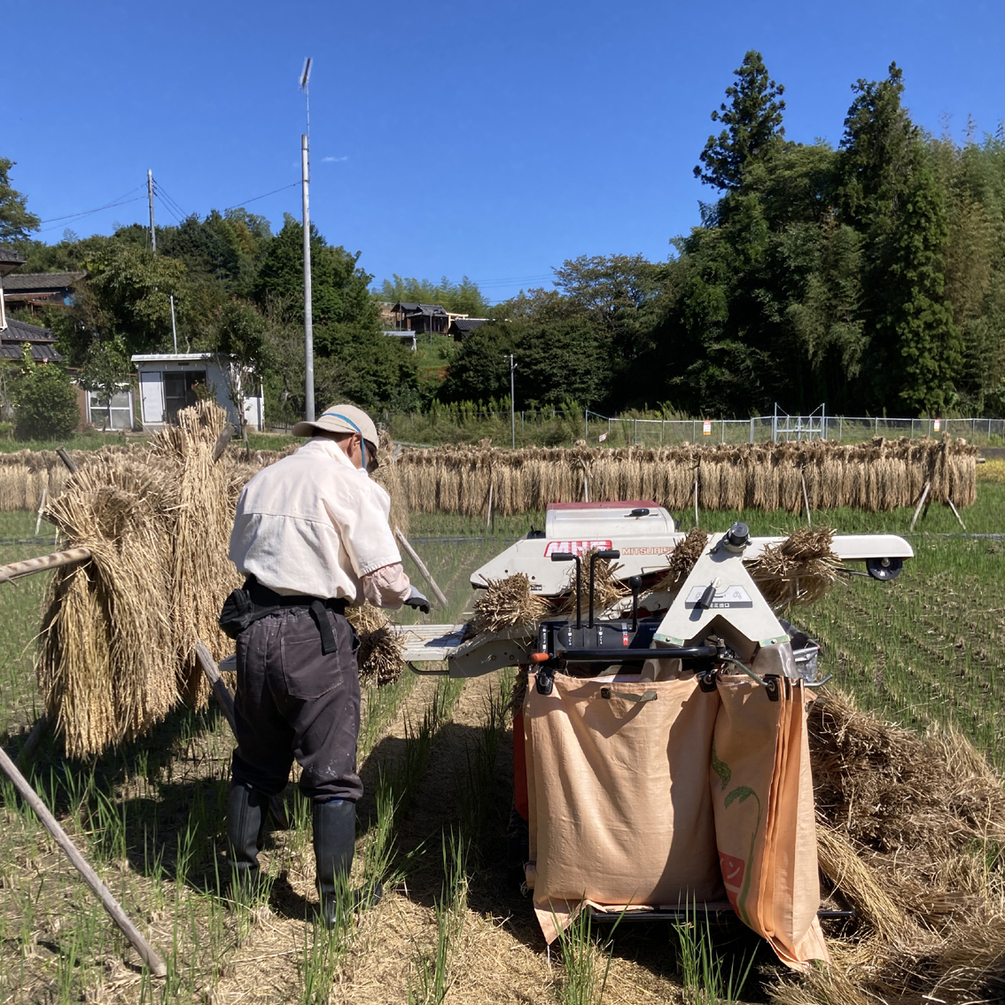 天日干し はざかけ米の通販 もみ保管 はぜ 長野県北信濃 白米20キロ 無 