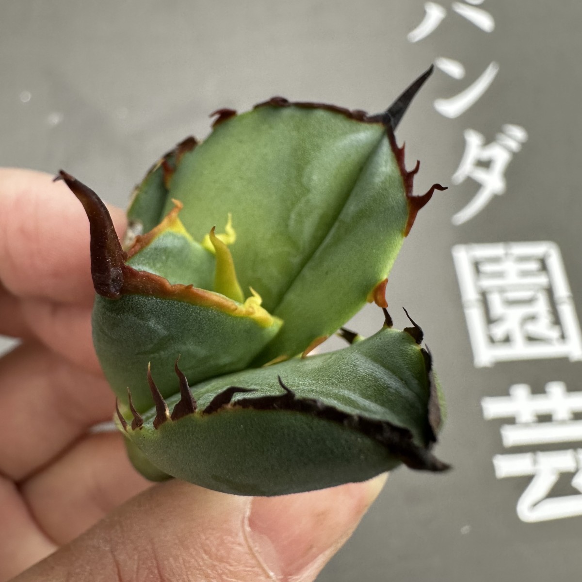 W6 【パンダ園芸】アガベ チタノタ OWL 海豹 agave titanota 寛葉厳龍