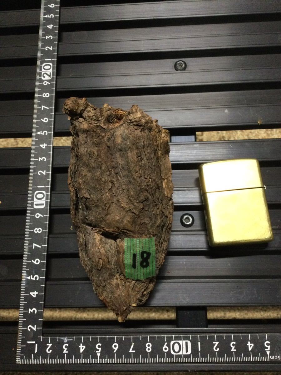 Pelargonium triste　18 ペラルゴニウム・トリステ　塊根　冬型植物　ビザールプランツ