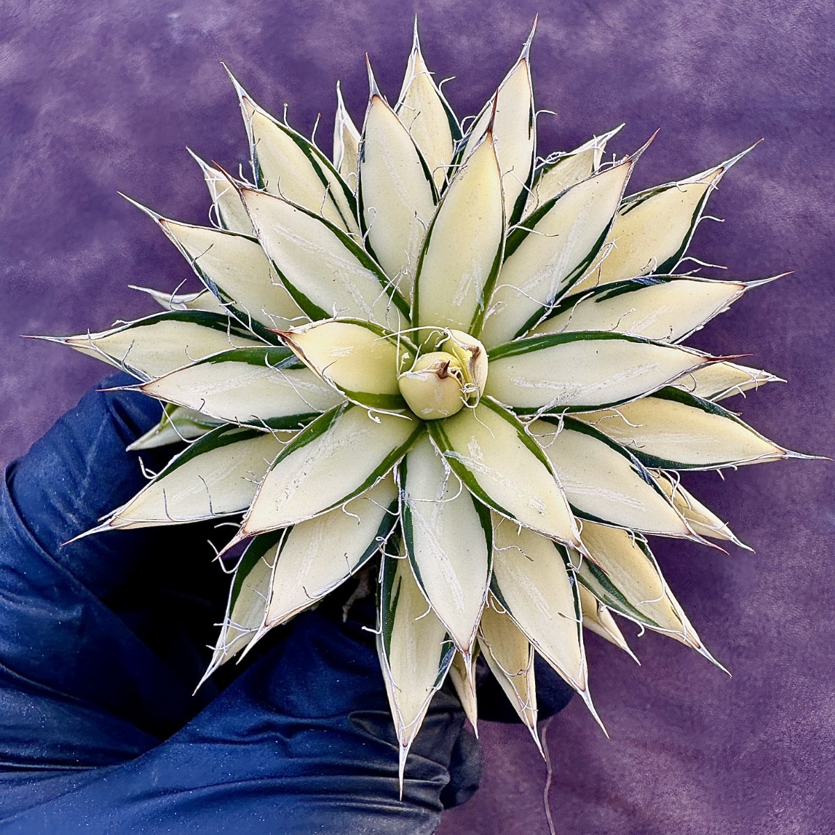 14W アガベ パリー トランカータ オリザバ