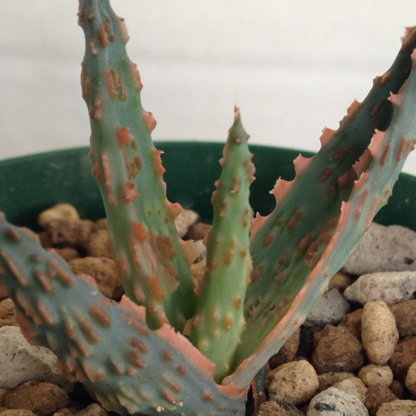 アロエ ドラキュラズブラッド aloe dracula's blood